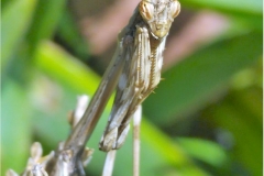 20180401_113834 empusa pennata s.rejia tolox Jabal