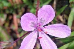 20180401_122943 erodium salto de la rejia tolox Ja